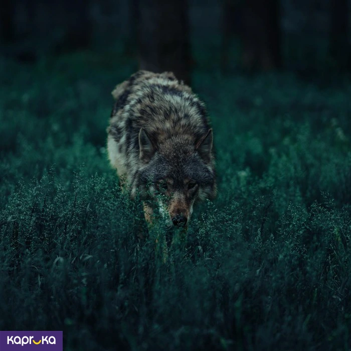 Photography ef_pc_serv0v2159p00004 in Sri Lanka