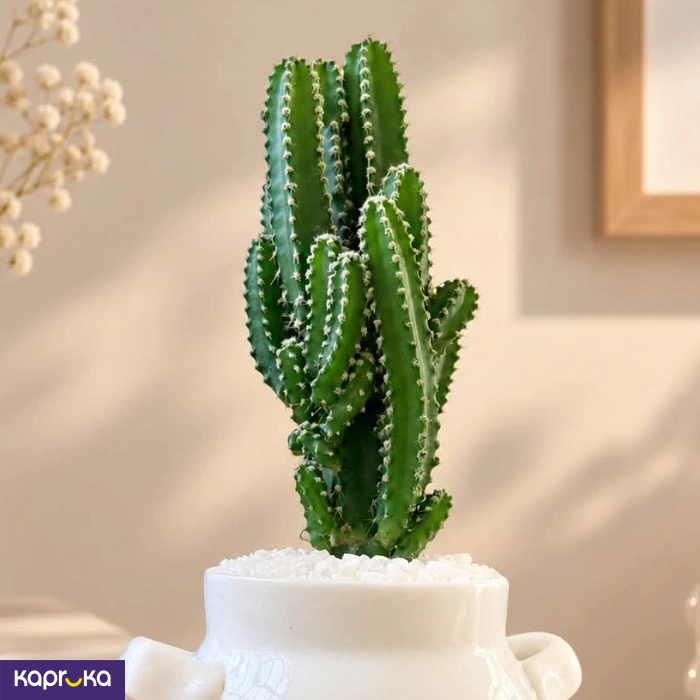 To My Wonderful Teacher Cactus Planter Gift