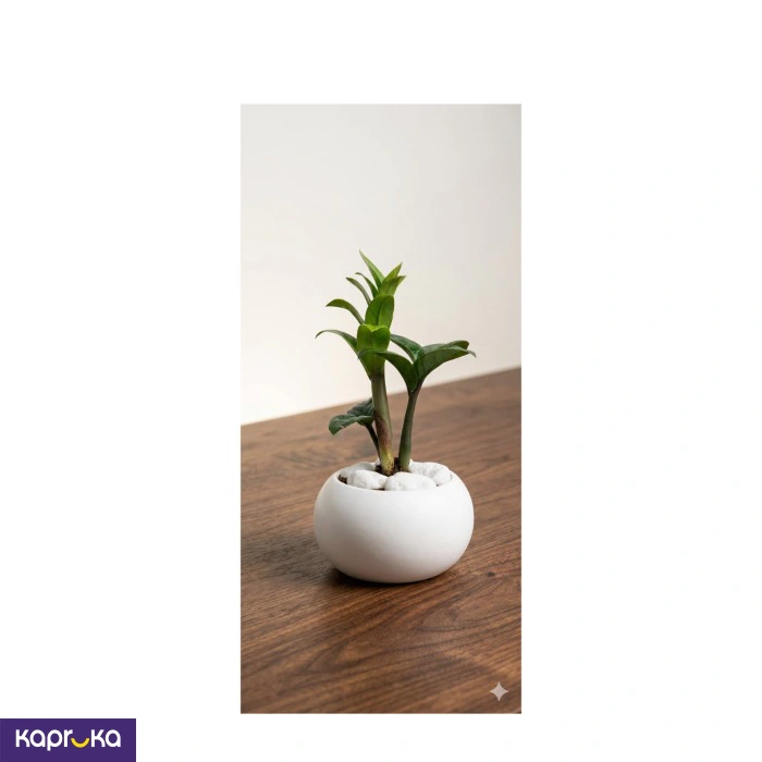 Home Decor and Accessories EF_PC_HOME0V2762POD00003 in Sri Lanka