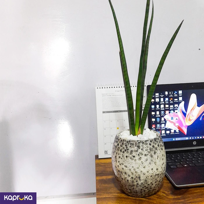 Home Decor and Accessories ef_pc_home0v2762pod00009 in Sri Lanka