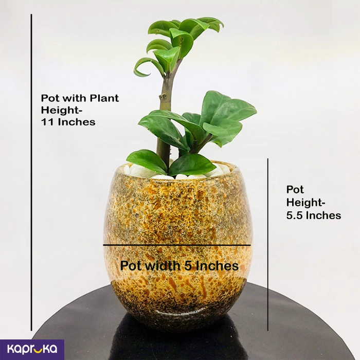 Home Decor and Accessories ef_pc_home0v2762pod00028 in Sri Lanka