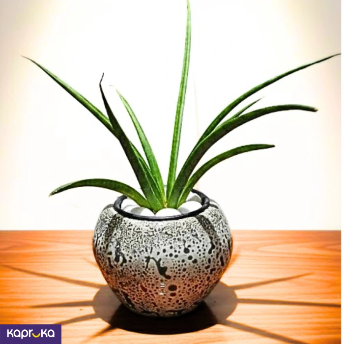 Home Decor and Accessories ef_pc_home0v2762pod00051 in Sri Lanka