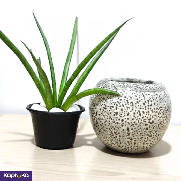 Home Decor and Accessories ef_pc_home0v2762pod00051 in Sri Lanka