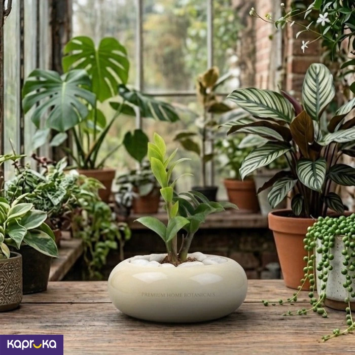 Home Decor and Accessories ef_pc_home0v2762pod00060 in Sri Lanka