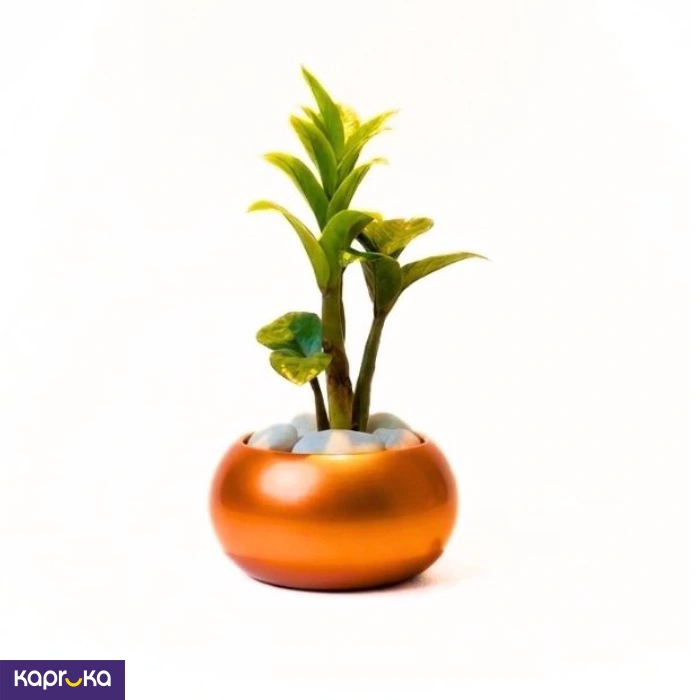 Home Decor and Accessories ef_pc_home0v2762pod00062 in Sri Lanka