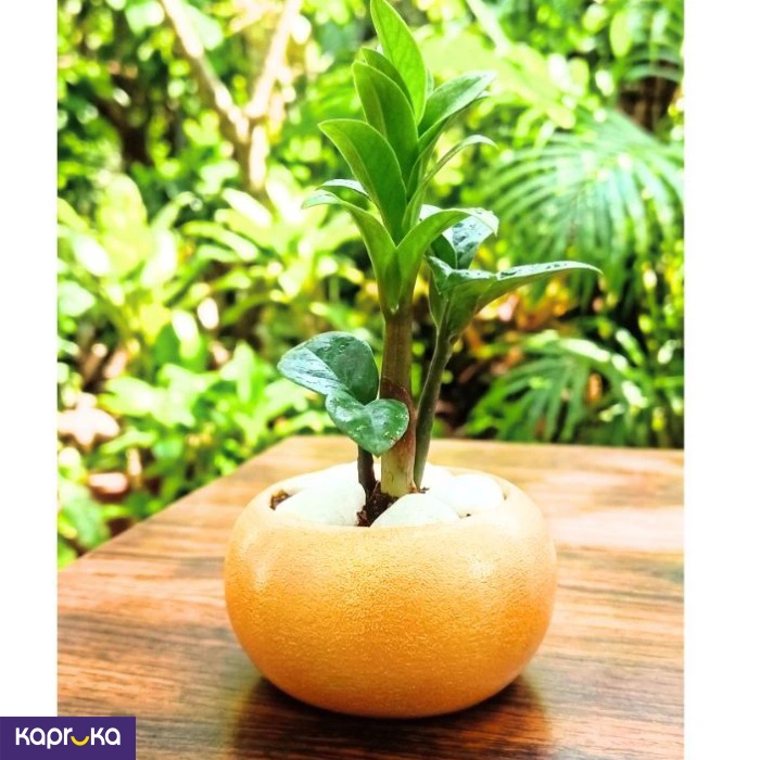 Home Decor and Accessories ef_pc_home0v2762pod00064 in Sri Lanka