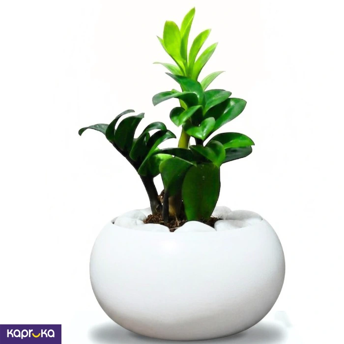 Home Decor and Accessories ef_pc_home0v2762pod00066 in Sri Lanka