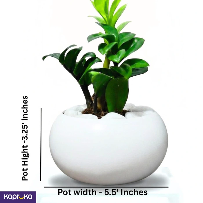 Home Decor and Accessories ef_pc_home0v2762pod00066 in Sri Lanka