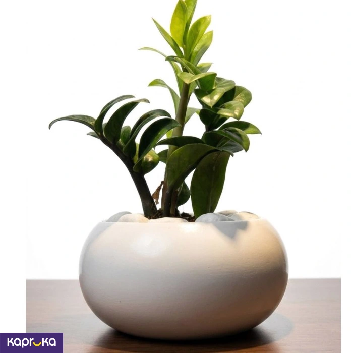 Home Decor and Accessories ef_pc_home0v2762pod00066 in Sri Lanka