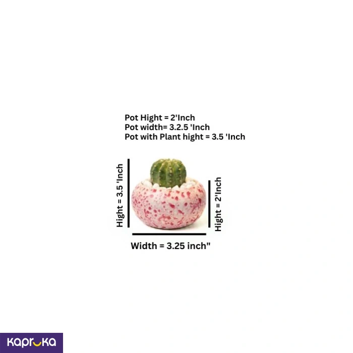 Home Decor and Accessories ef_pc_home0v2762pod00078 in Sri Lanka