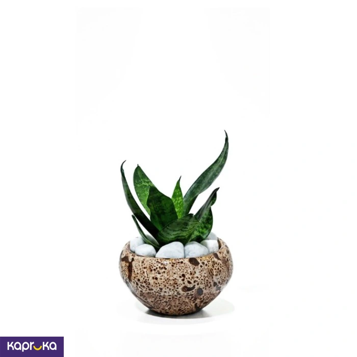 Home Decor and Accessories ef_pc_home0v2762pod00084 in Sri Lanka