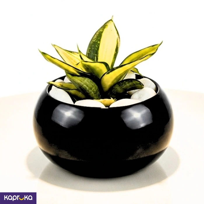 Home Decor and Accessories ef_pc_home0v2762pod00089 in Sri Lanka