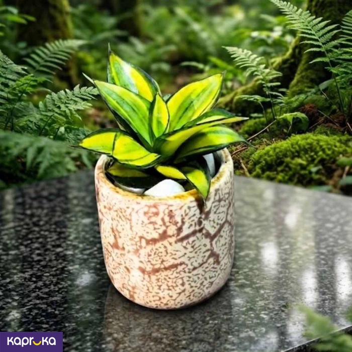 Home Decor and Accessories ef_pc_home0v2762pod00091 in Sri Lanka
