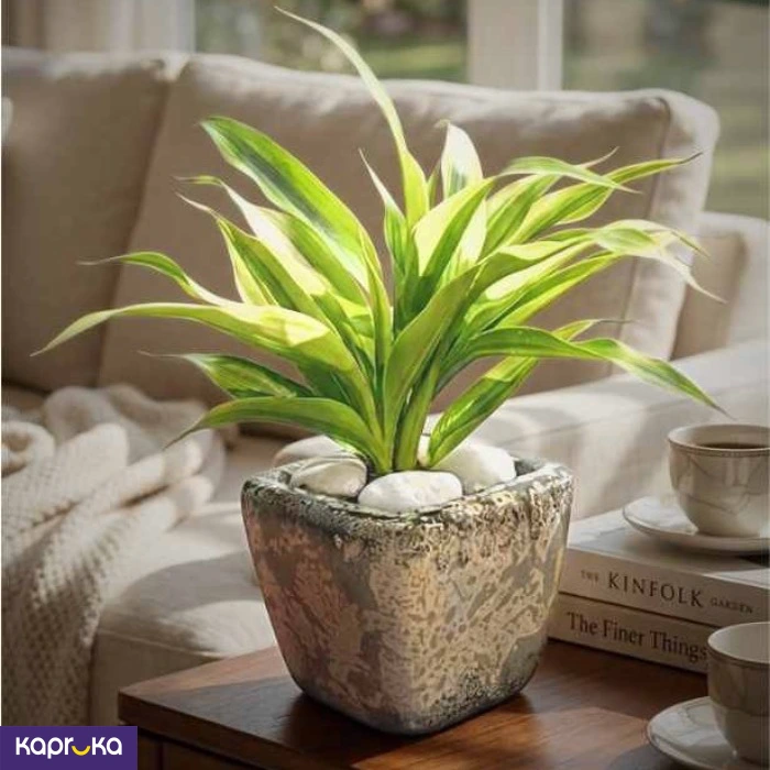 Home Decor and Accessories ef_pc_home0v2762pod00092 in Sri Lanka