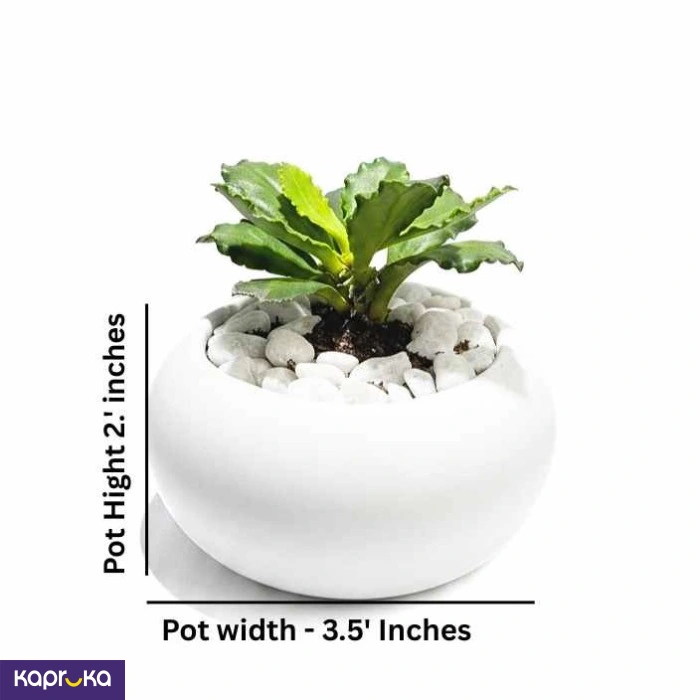 Home Decor and Accessories ef_pc_home0v2762pod00097 in Sri Lanka
