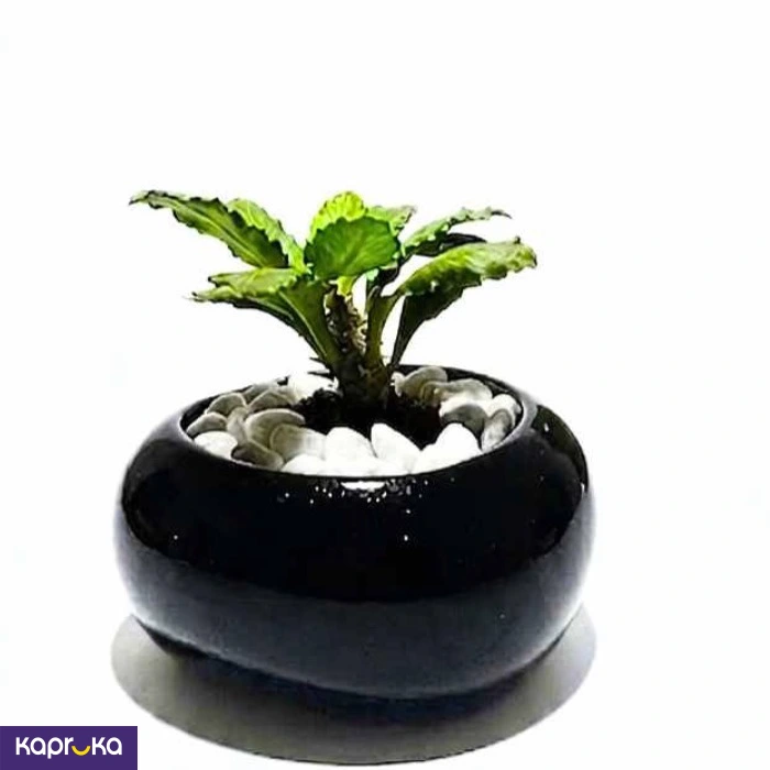 Home Decor and Accessories ef_pc_home0v2762pod00098 in Sri Lanka