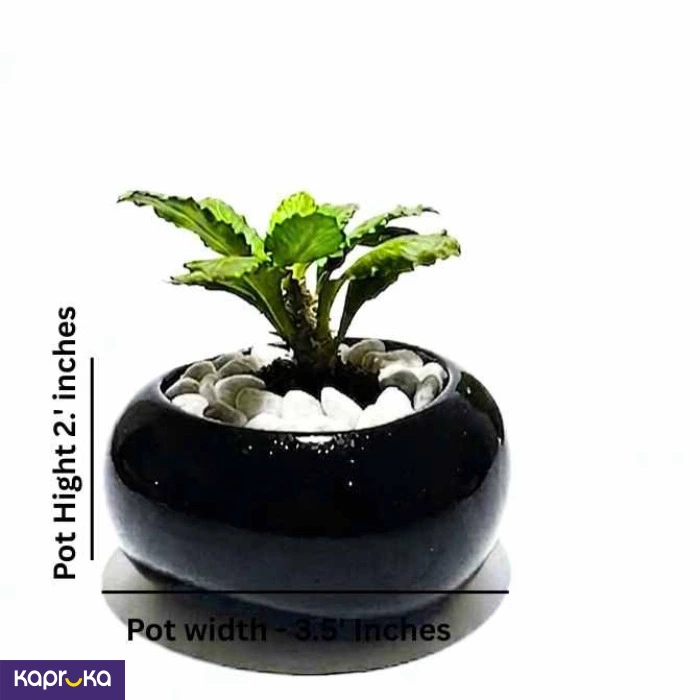 Home Decor and Accessories ef_pc_home0v2762pod00098 in Sri Lanka