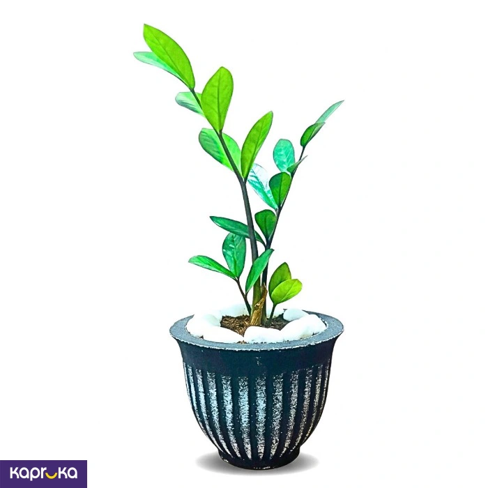 The Zebra Groove Pot With Lucky Plant