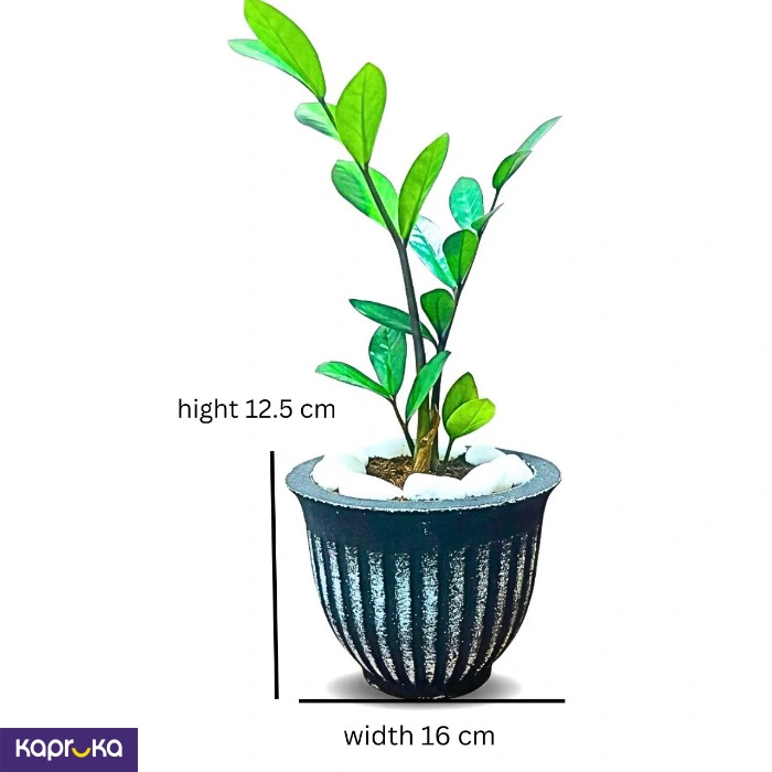The Zebra Groove Pot With Lucky Plant