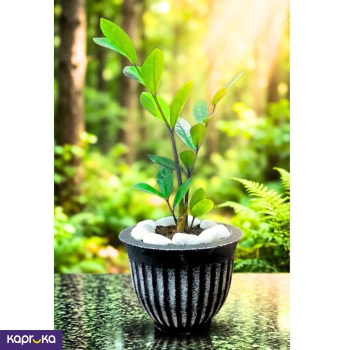 The Zebra Groove Pot With Lucky Plant