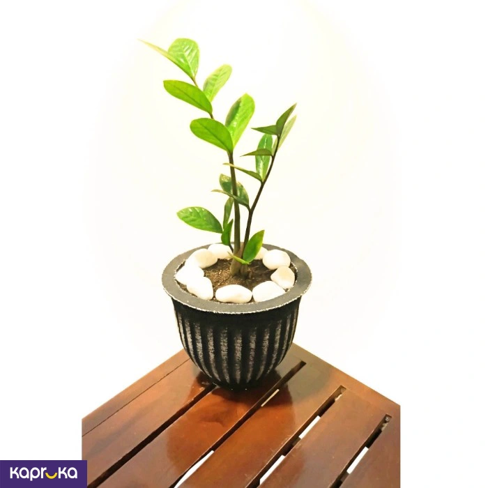 The Zebra Groove Pot With Lucky Plant