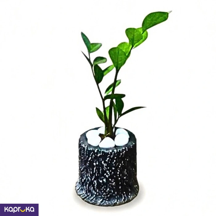 Log Pot With Live Lucky Plant