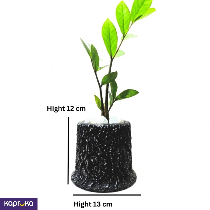Log Pot With Live Lucky Plant