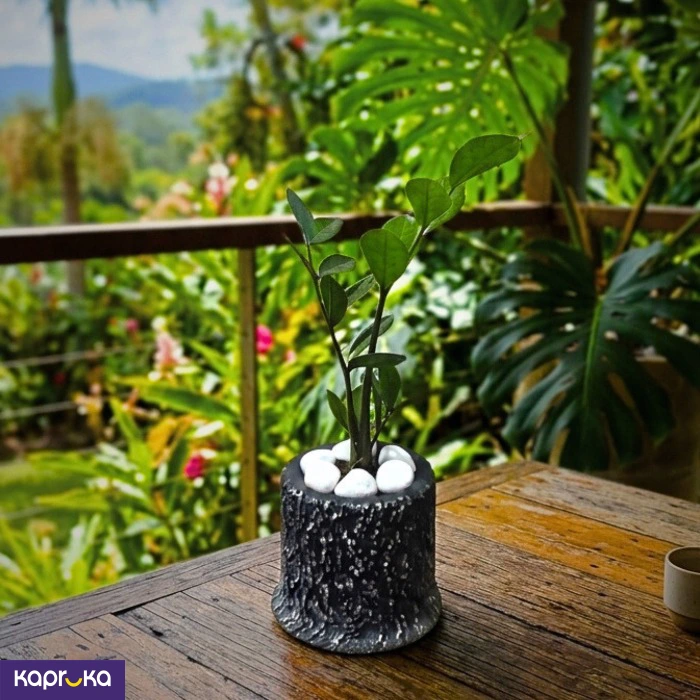 Log Pot With Live Lucky Plant