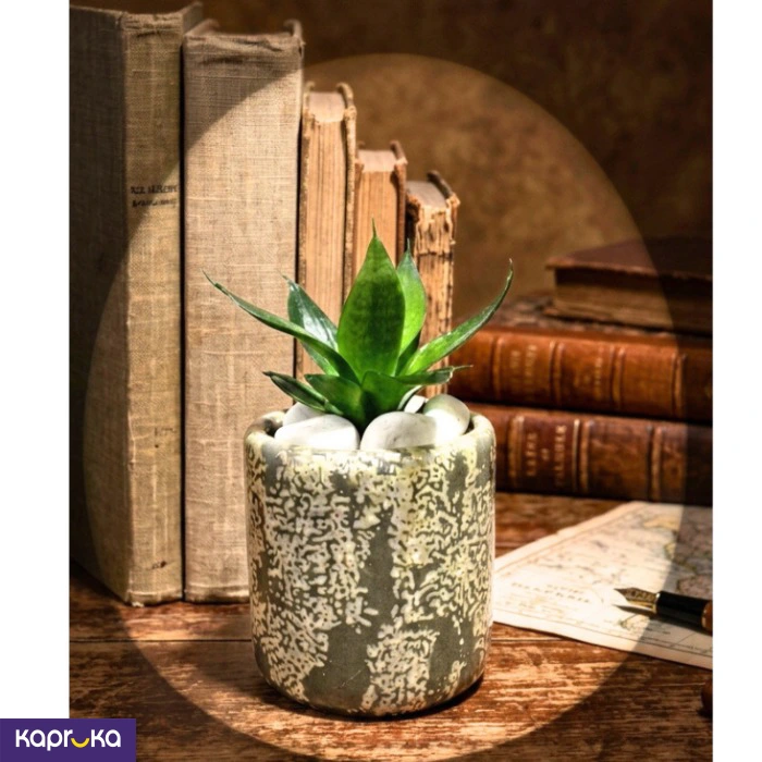 Lava Stone With Senserveria Oxigen Plant