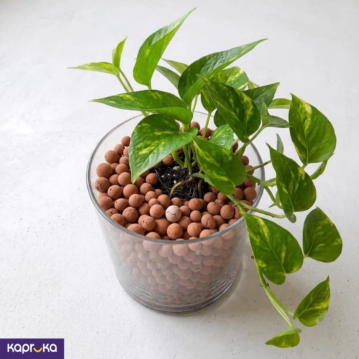 Terra Leca Clay Ballls 800g Pack