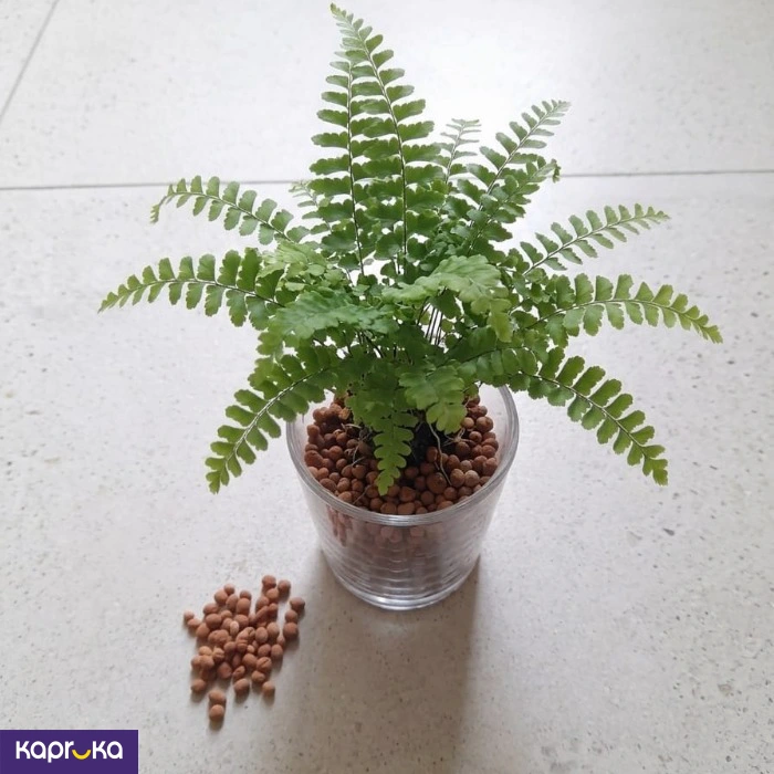 Mini Lecal Balls 400g Pack For Indoor Gardening