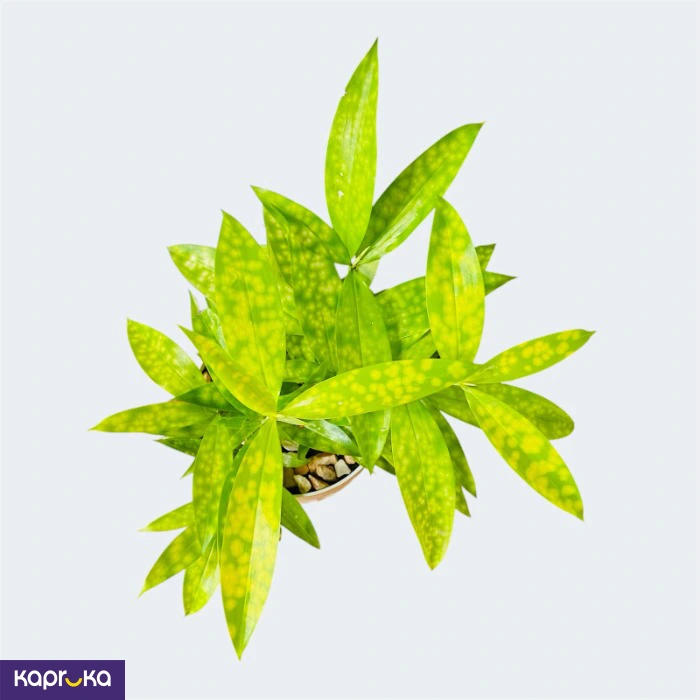 Plants ef_pc_flow0v2817pod00013 in Sri Lanka