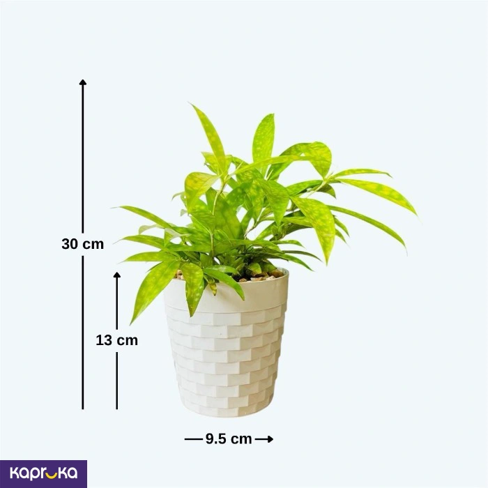 Plants ef_pc_flow0v2817pod00013 in Sri Lanka