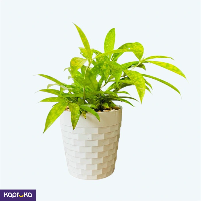 Plants ef_pc_flow0v2817pod00013 in Sri Lanka