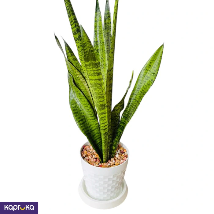 Plants ef_pc_flow0v2817pod00019 in Sri Lanka