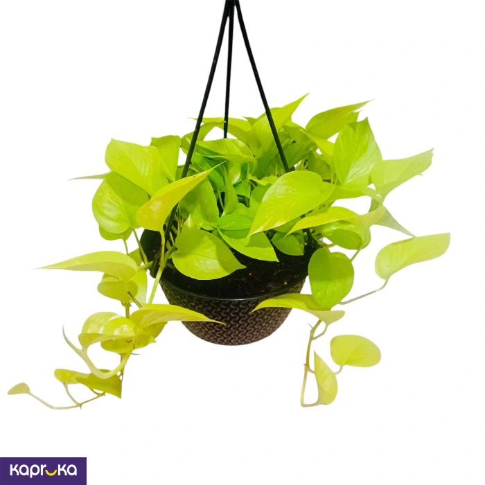 Plants ef_pc_flow0v2817pod00028 in Sri Lanka