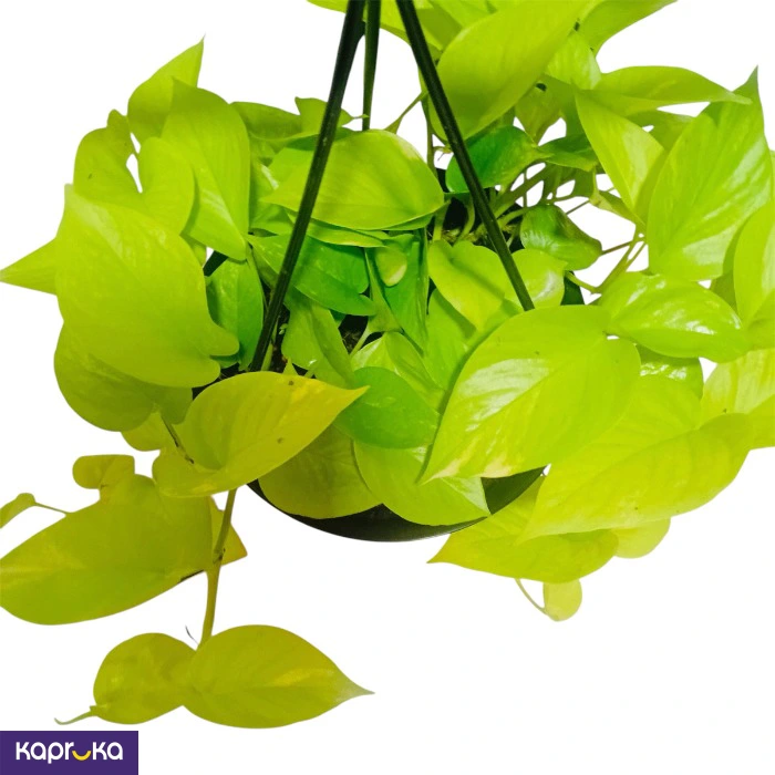 Plants ef_pc_flow0v2817pod00028 in Sri Lanka