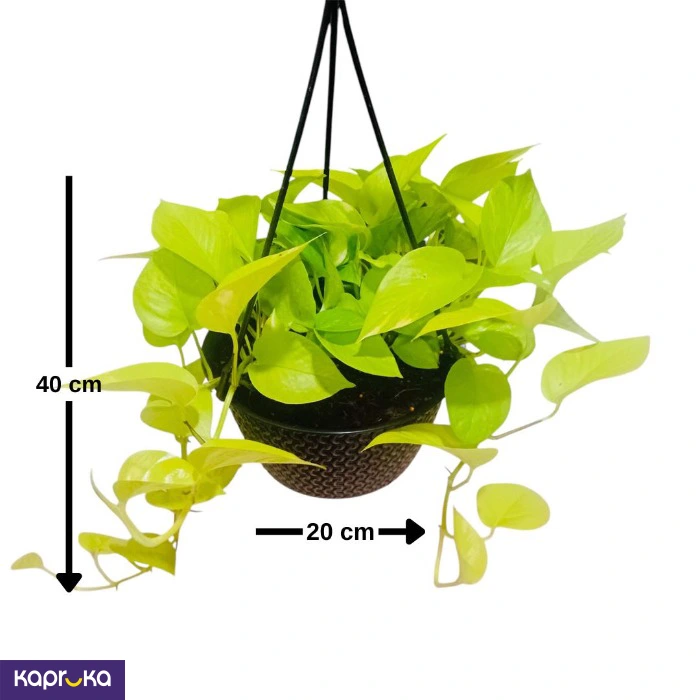 Plants ef_pc_flow0v2817pod00028 in Sri Lanka