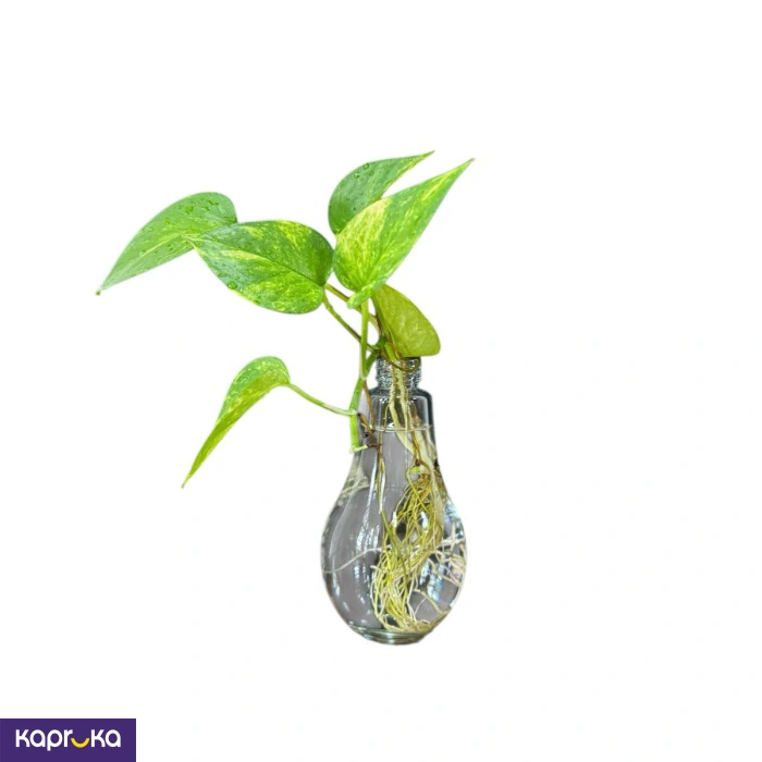 Plants ef_pc_flow0v2817pod00035 in Sri Lanka