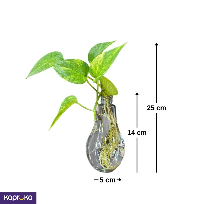 Plants ef_pc_flow0v2817pod00035 in Sri Lanka