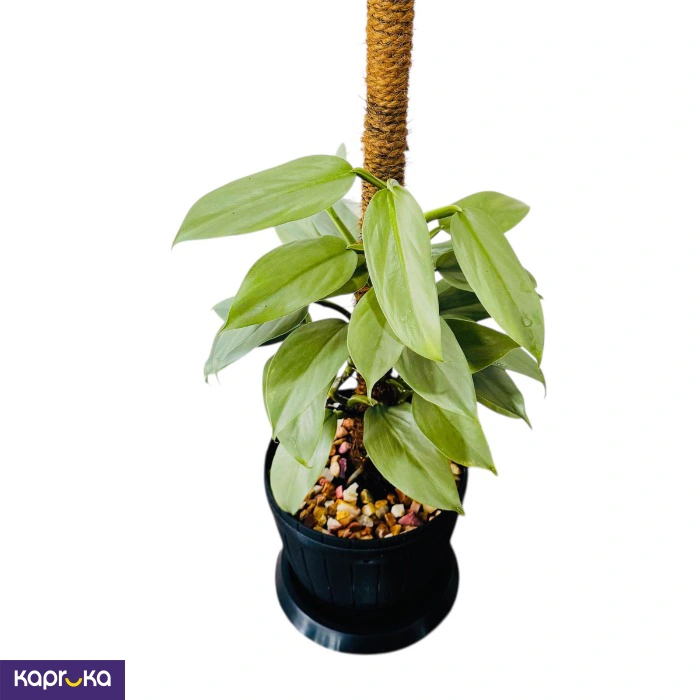 Plants ef_pc_flow0v2817pod00039 in Sri Lanka