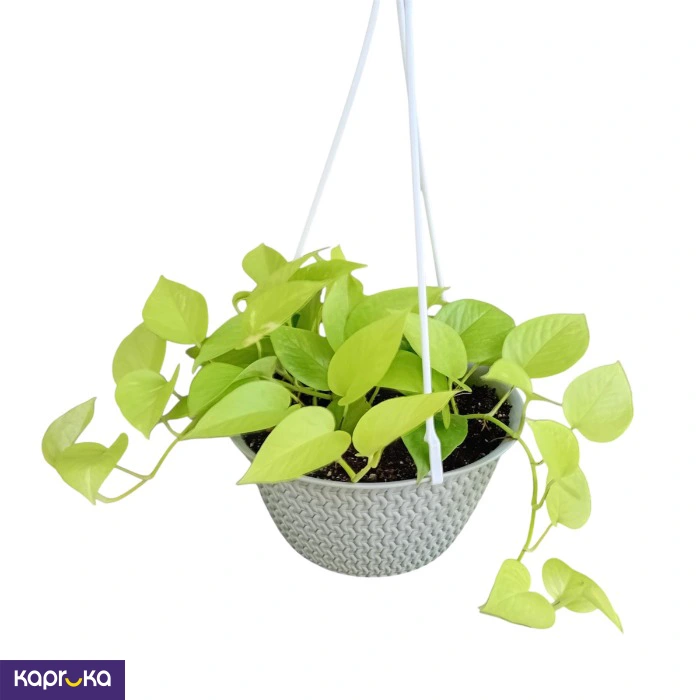 Plants ef_pc_flow0v2817pod00049 in Sri Lanka