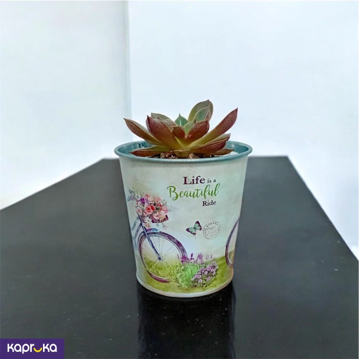 Plants ef_pc_flow0v2817pod00050 in Sri Lanka