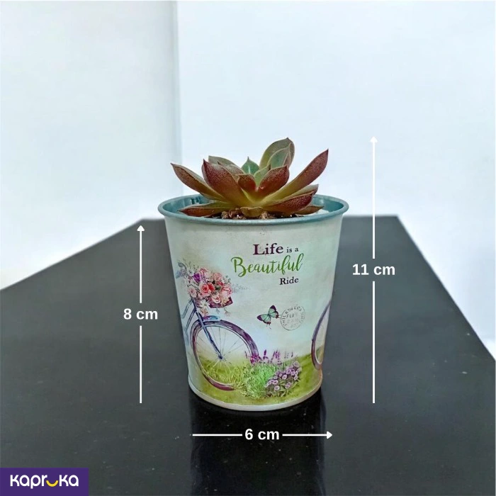 Plants ef_pc_flow0v2817pod00050 in Sri Lanka