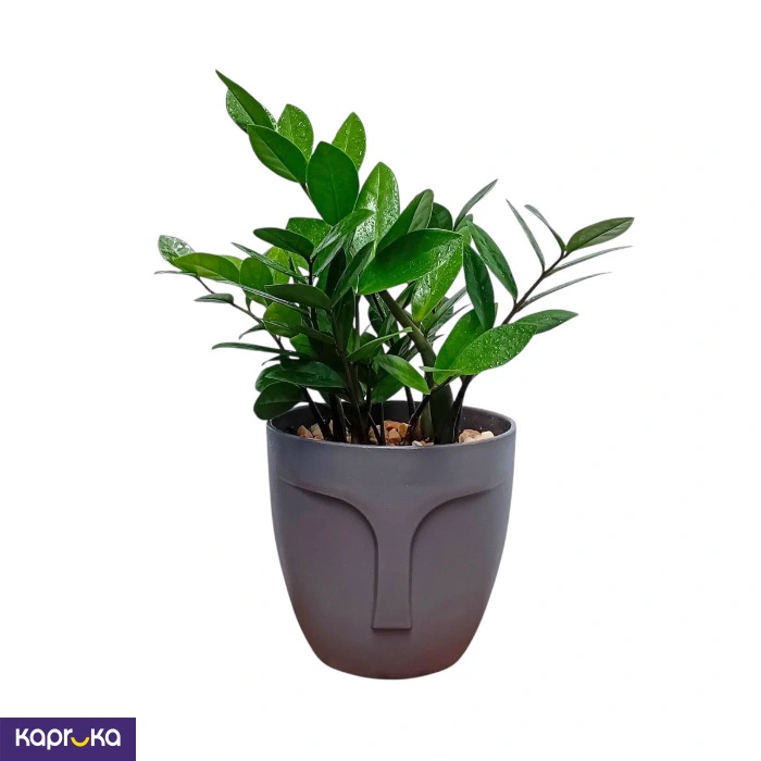 Plants ef_pc_flow0v2817pod00055 in Sri Lanka