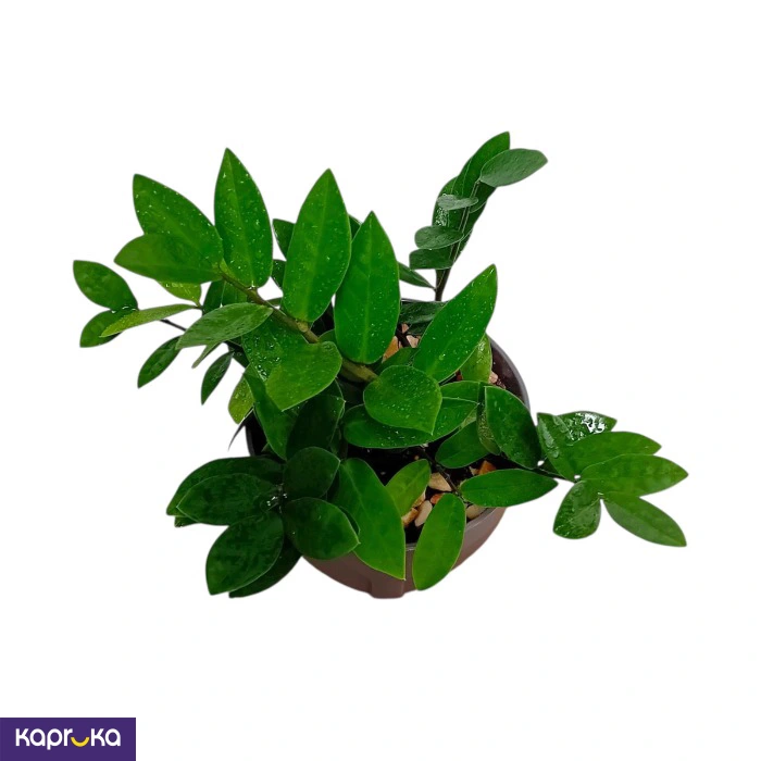 Plants ef_pc_flow0v2817pod00055 in Sri Lanka