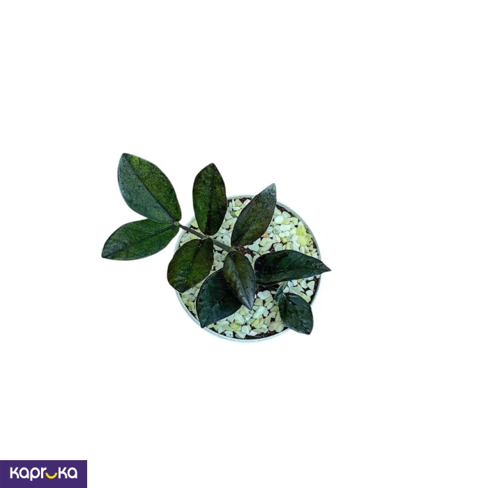 Plants ef_pc_flow0v2817pod00084 in Sri Lanka