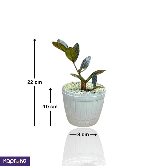 Plants ef_pc_flow0v2817pod00084 in Sri Lanka