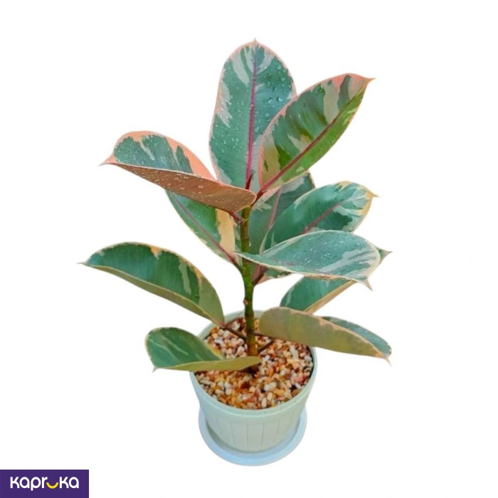 Plants ef_pc_flow0v2817pod00099 in Sri Lanka