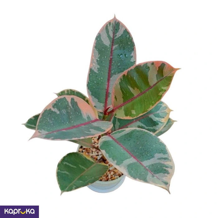 Plants ef_pc_flow0v2817pod00099 in Sri Lanka